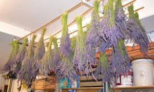 Christina_Dodd_Drying_Lavender